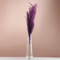 Набор сухоцветов "Мискантус", банч 3-5 шт, длина 60 (+/- 6 см), фиолетовый: 