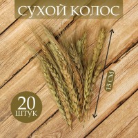 Сухой колос пшеницы, набор 20 шт.: 