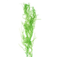 Сухие цветы амаранта, 100 г, размер листа: от 50 до 60 см, цвет зелёный: 