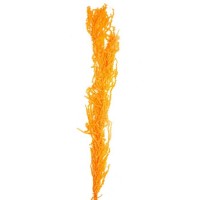 Сухие цветы амаранта, 100 г, размер листа: от 50 до 60 см, цвет оранжевый: 