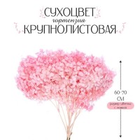 Сухоцвет «Гортензия крупнолистовая», тёмно розовый, 1 веточка 50 - 70 см в упаковке: 