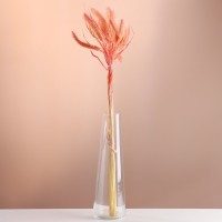 Набор сухоцветов "Сетария", банч 7 шт, длина 60-65 (+/- 6 см), персиковый: 